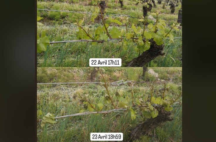 40% du vignoble du Jura vendangé par le gel