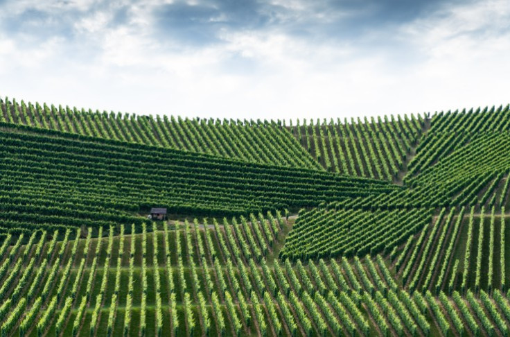 Champagne does not want to mix appellation and non-appellation wines