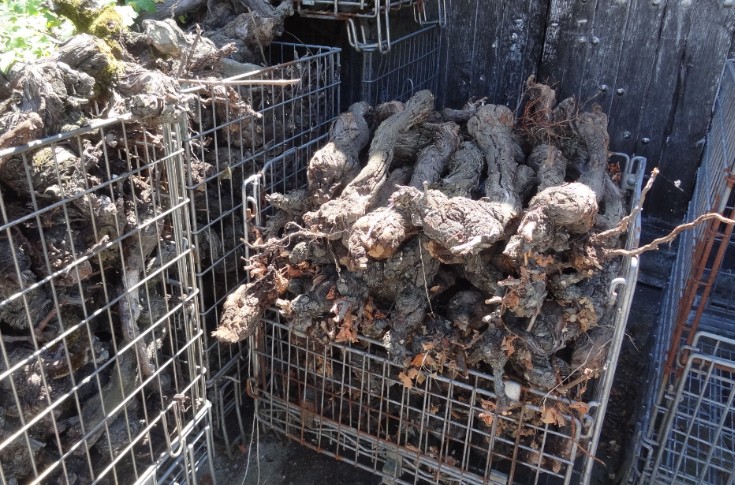 Nouvelles pistes pour valoriser sarments de vigne et le CO₂ de vinification