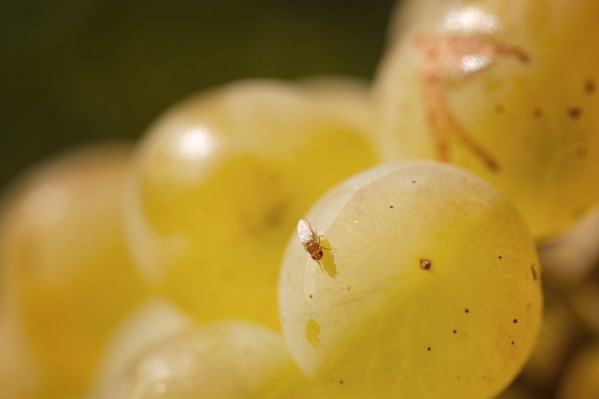 Une mouche menace le vignoble méditerranéen