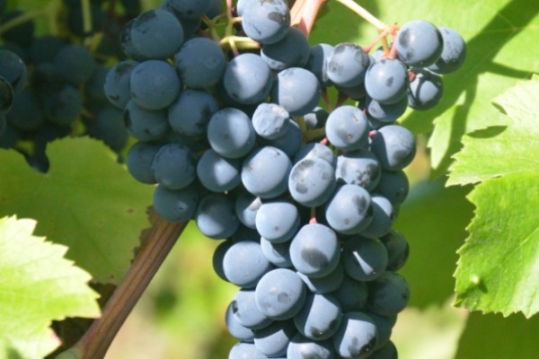 Inscription d'un nouveau cépage résistant à oïdium, mildiou, et tolérant au black-rot et au botrytis