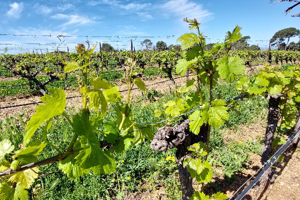 Premiers traitements anti-oïdium dans les vignes du Languedoc