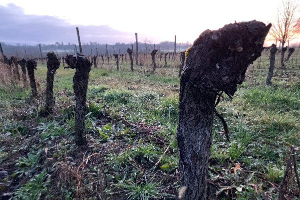 Le broyage pour tenir les délais d’arrachage des vignes de Bordeaux