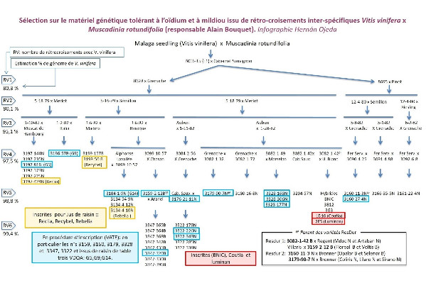 Des cépages résistants qualitatifs pour l'adaptation climatique, la réduction du cuivre et même des sulfites...
