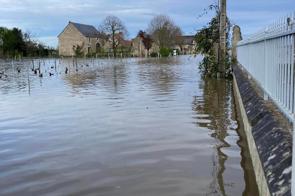 Des centaines d’hectares de vignes inondées autour de Chinon