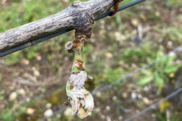 Des feuilles de vignes brulées par les vents salés