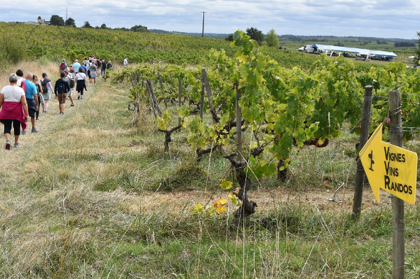 Vigne Vin Randonnée devient Echappées en Loire