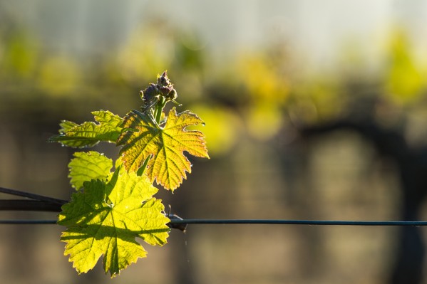 Mildiou et excoriose lancent le millésime 2024 à Bordeaux