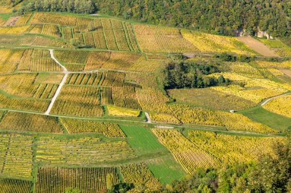Les vignes atteintes de flavescence dorée bientôt fichées ?