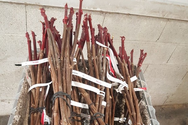 Du sécal, du mourtaou, ou du gros mansois dans le vignoble du Sud-Ouest ?