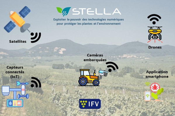 Une alerte dès les premiers symptômes de bois noir et d’enroulement de la vigne