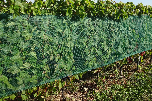 Une boîte à outils pour adapter le vignoble au dérèglement climatique