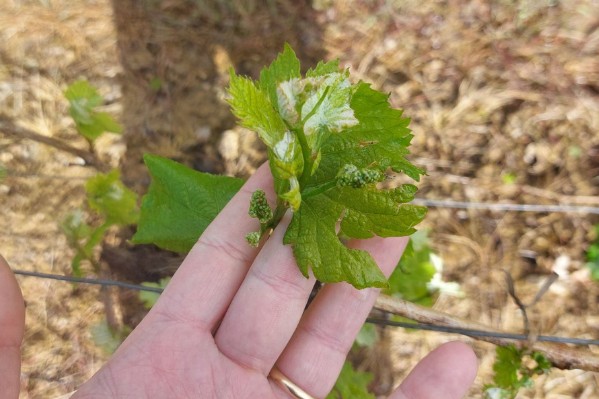 Le vignoble de Gascogne essuie son premier gros orage de grêle