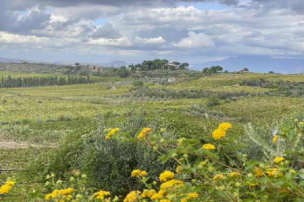 En Italie, le vignoble du Latium en quête de notoriété