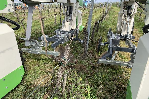Trois interceps à l'épreuve de conditions extrêmes dans les vignes en Gironde