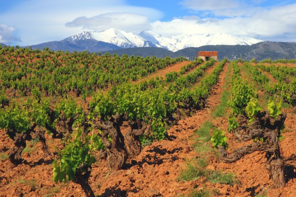 Bon début de millésime pour les vignerons du Roussillon