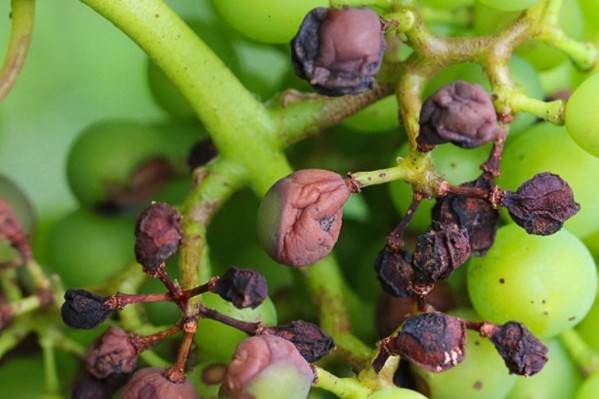 Un « wiki » pour tout savoir du biocontrôle en viticulture