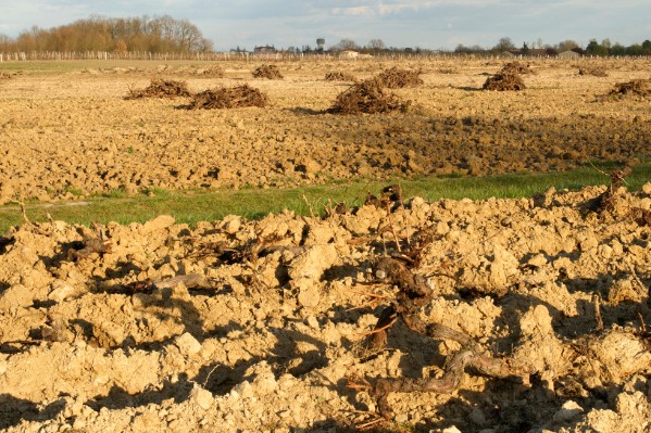 Le vignoble veut pouvoir arracher dès mi-octobre temporairement à 2 500 €/ha et définitivement à 4 000 €/ha
