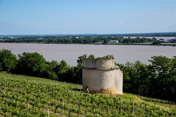 Les vignerons de Blaye attendent la validation européenne de l’AOC Blavia