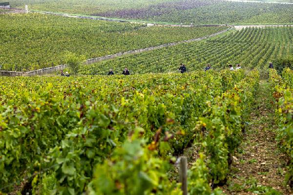 En Bourgogne, des doubles prospections pour éviter l’explosion de la flavescence dans les vignes