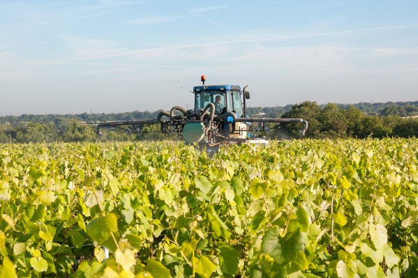 Un an de sursis pour le certiphyto des vitis
