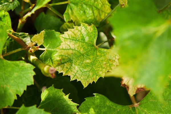 « La tendance dégagée par le BSV ne peut pas être transposée à chaque parcelle de vigne ! »