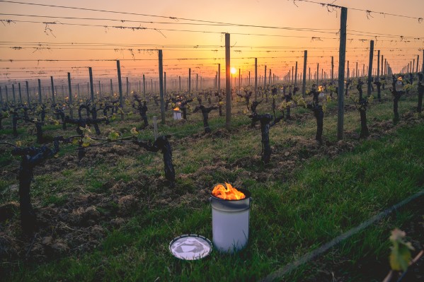 Des vignes risquent de subir des dégâts de gel ces prochains jours