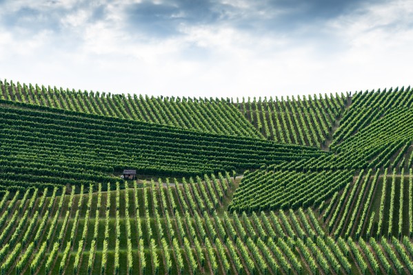 La Champagne ne veut pas devenir un vignoble mixte