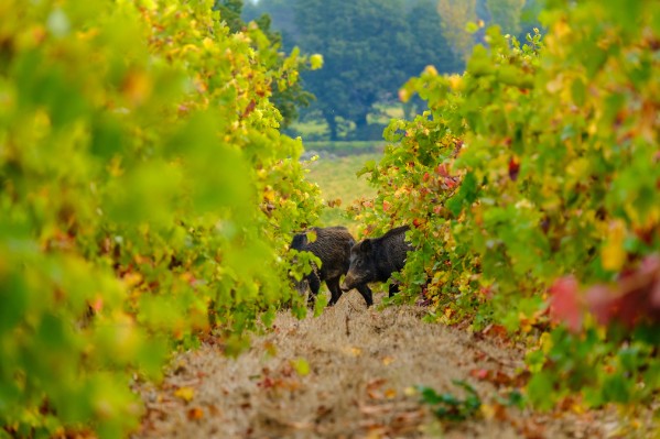 Les viticulteurs autorisés à tuer les sangliers sur leur exploitation