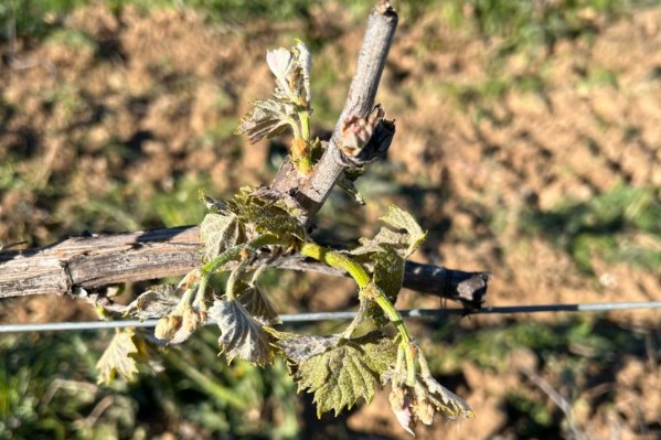 Le vignoble du Var frappé par un gros épisode de gel