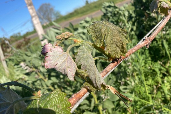La succession de nuits de gel entame un peu plus le moral vigneron