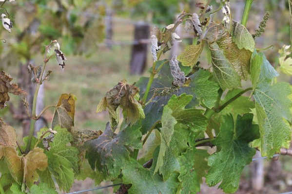 4 conseils après le gel sur vigne