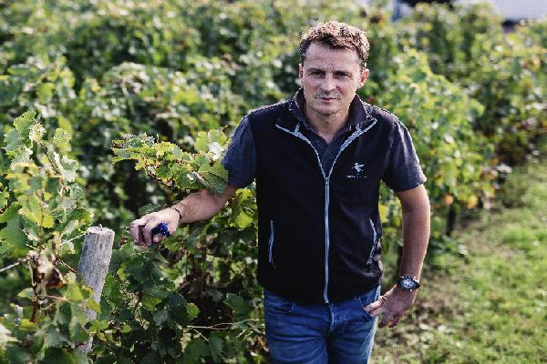 Stimuler la floraison de la vigne avec des engrais foliaires n'est pas si simple