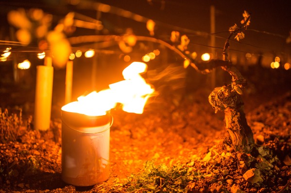 Le gel passe, les bourgeons restent dans les vignes de Côte d’Or et d’Alsace