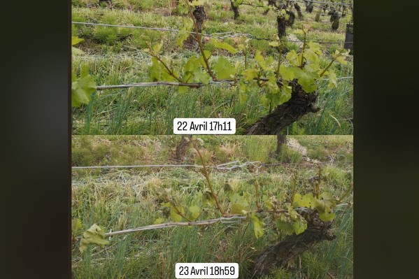 40% du vignoble du Jura vendangé par le gel