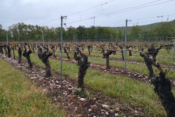 Le gel touche 90 % du vignoble de Cahors