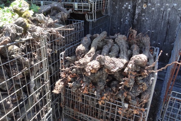 Nouvelles pistes pour valoriser sarments de vigne et le CO₂ de vinification