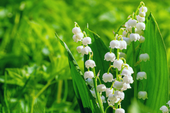 Où en sont les aides gouvernementales au vignoble ?