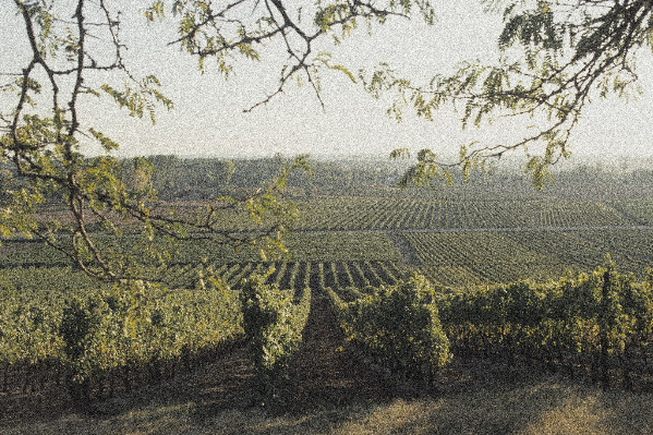 L’Entre Deux Mers dévoile en primeur ses premiers vins rouges