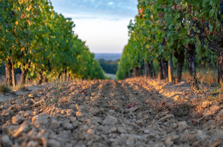 Seuls 10 % des sols viticoles français sont en bonne santé