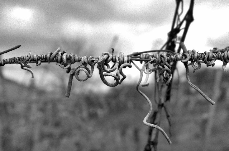 Une vigneronne interdite de travailler par celui qui l’a violentée