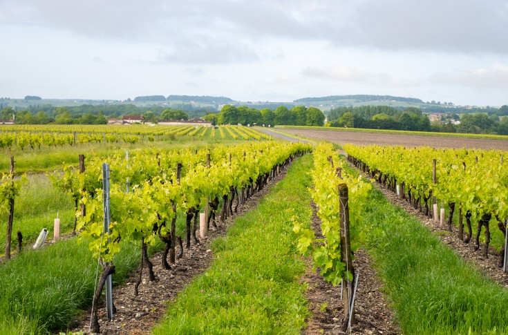 100 % du vignoble certifié en 2028 : la crise ne limite pas les ambitions de Cognac