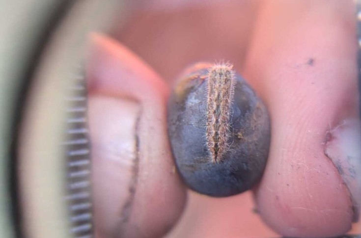 Des centaines de pièges pour éradiquer Cryptoblabes du vignoble