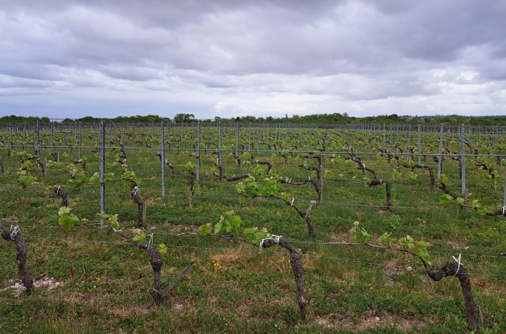 Les vignerons de Bordeaux face à la pression phyto et escargots