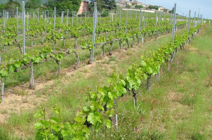 Que des avantages à enherber le rang de vigne et à travailler l’inter-rang