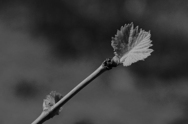 Une vigneronne empêchée de travailler par celui qui l’a violentée : c'est légal mais pas moral pour l’État
