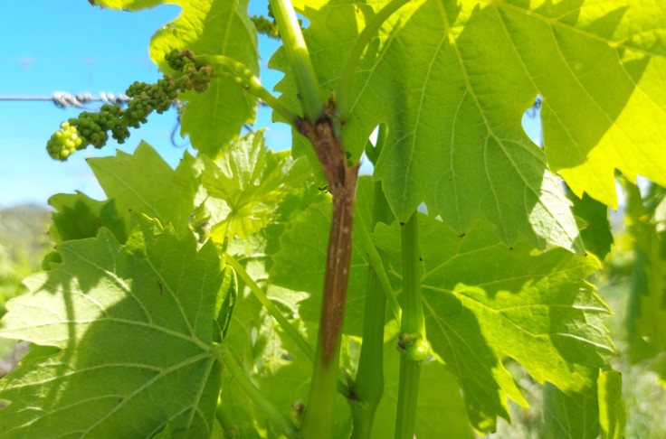 Déjà du mildiou, du black-rot et du botrytis dans le vignoble de Corse