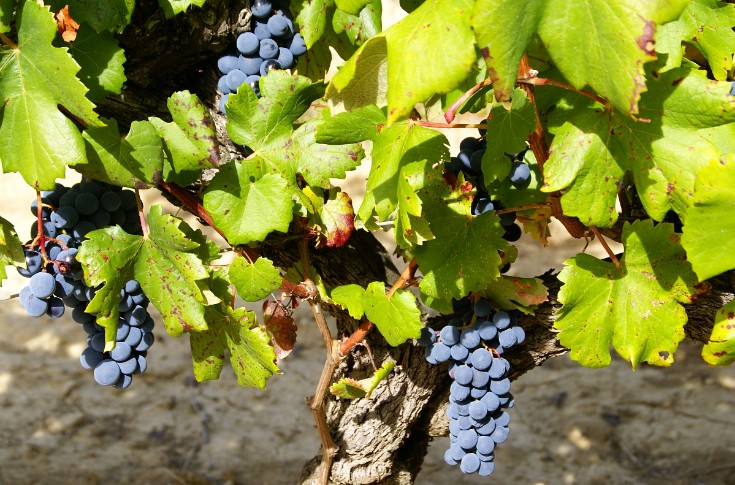 Au propre, au figuré, les vins de Sommières s'offrent en pépite du Languedoc