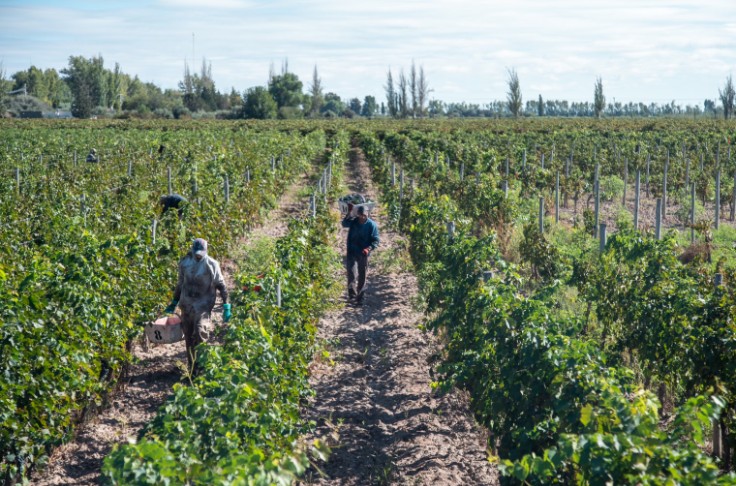 Maîtrise des volumes et ambition qualitative pour les vendanges de l'Hémisphère Sud