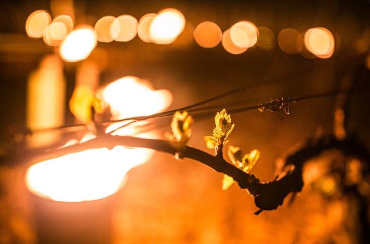 Comment protéger la vigne du gel sans cramer l’environnement